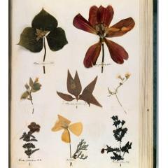 Emily Dickinson’s herbarium, c.1839-46. Courtesy of the Houghton Library, Harvard University. 